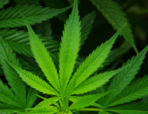 How Will Georgia’s New Cannabis Law Impact Workers’ Compensation Benefits?